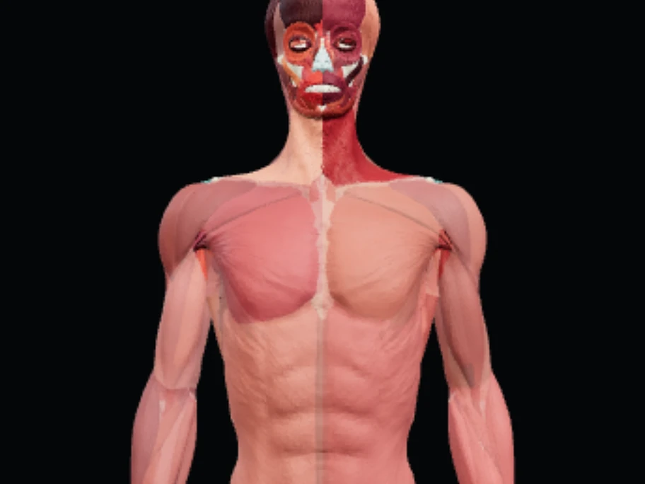 Anatomia em camadas
